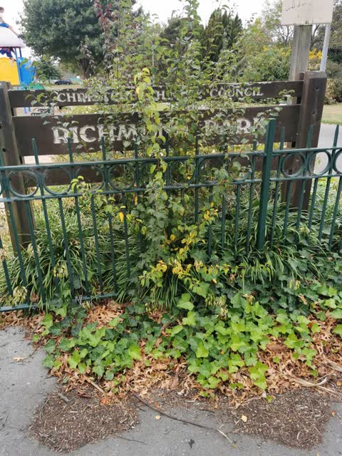 Parks — a report photo