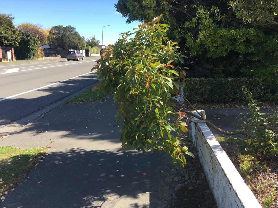 The photograph attached to this parks report