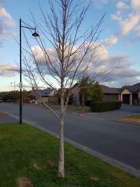 Roading/Streets, a report photo