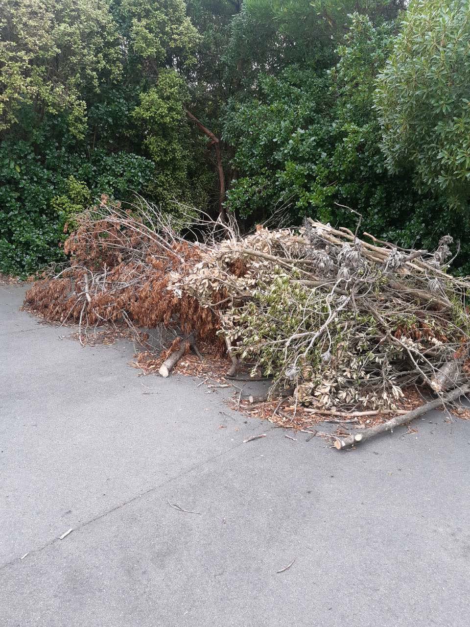 The photograph attached to this parks report