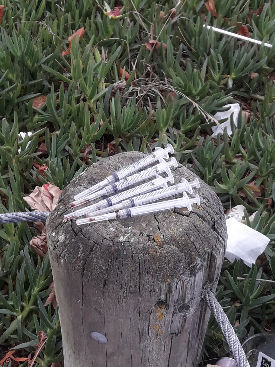 The photograph attached to this parks report