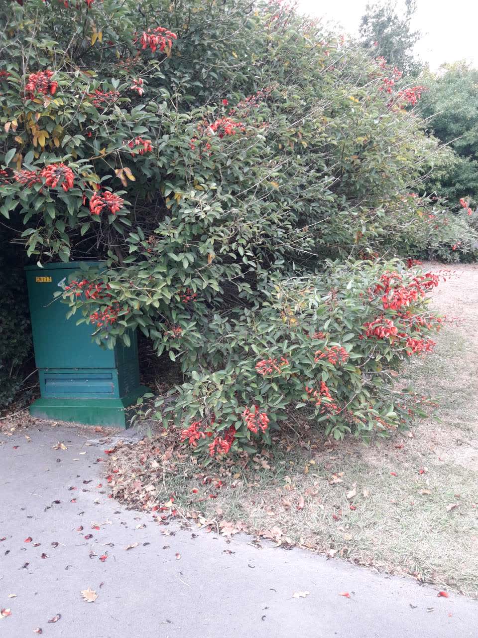 The photograph attached to this parks report