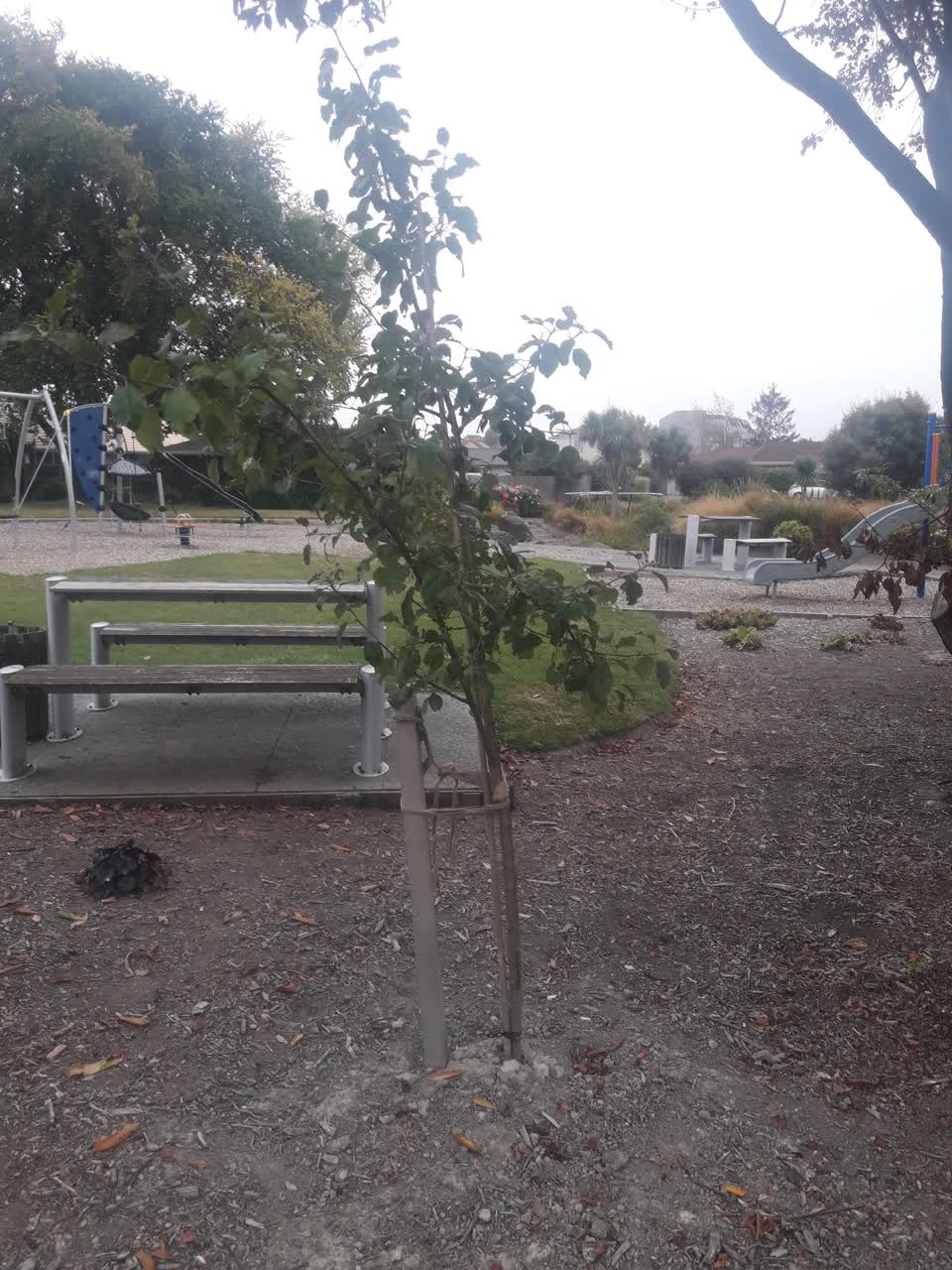 The photograph attached to this parks report