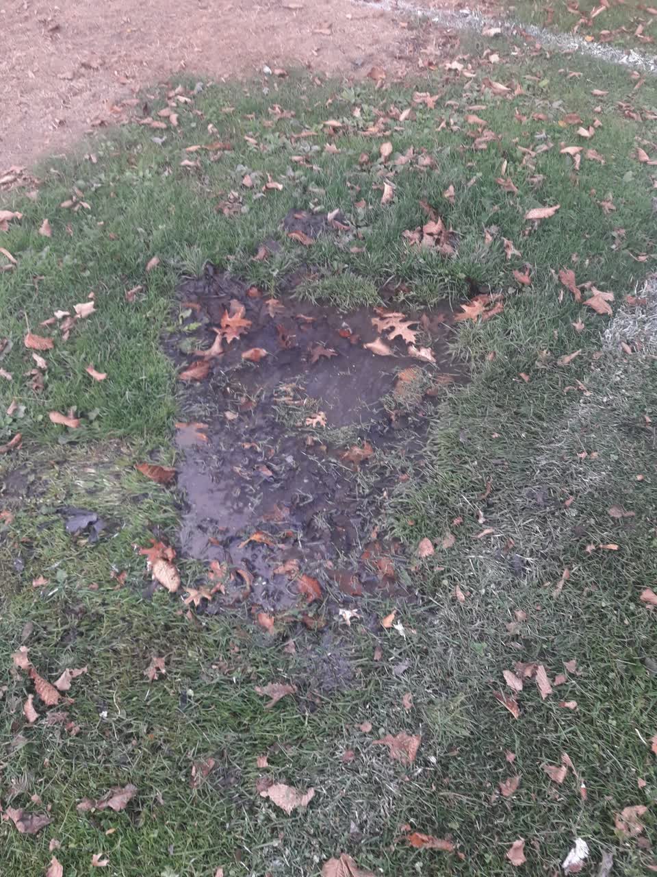 The photograph attached to this parks report