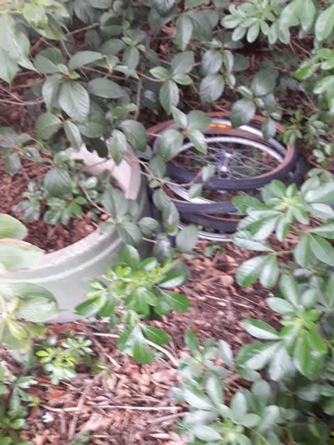 Rubbish/Recycling, a report photo
