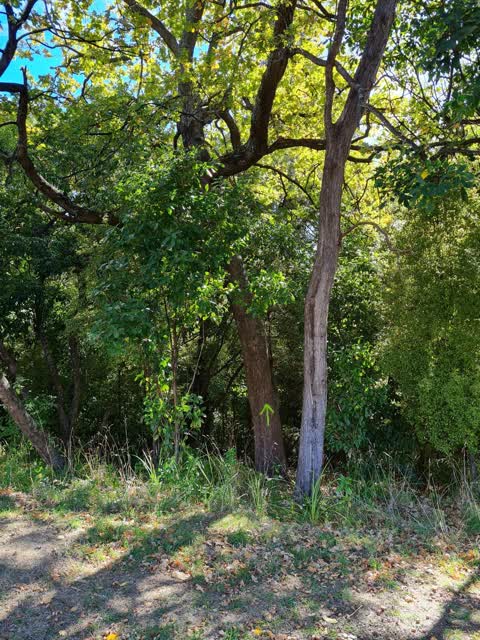 Parks, a report photo