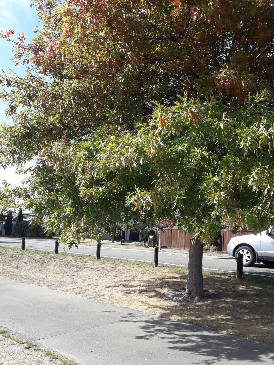 The photograph attached to this parks report