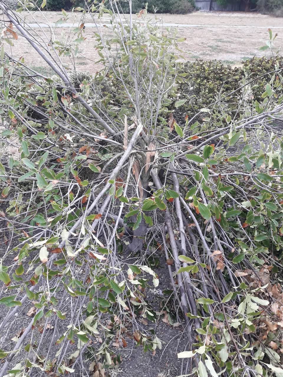 The photograph attached to this parks report