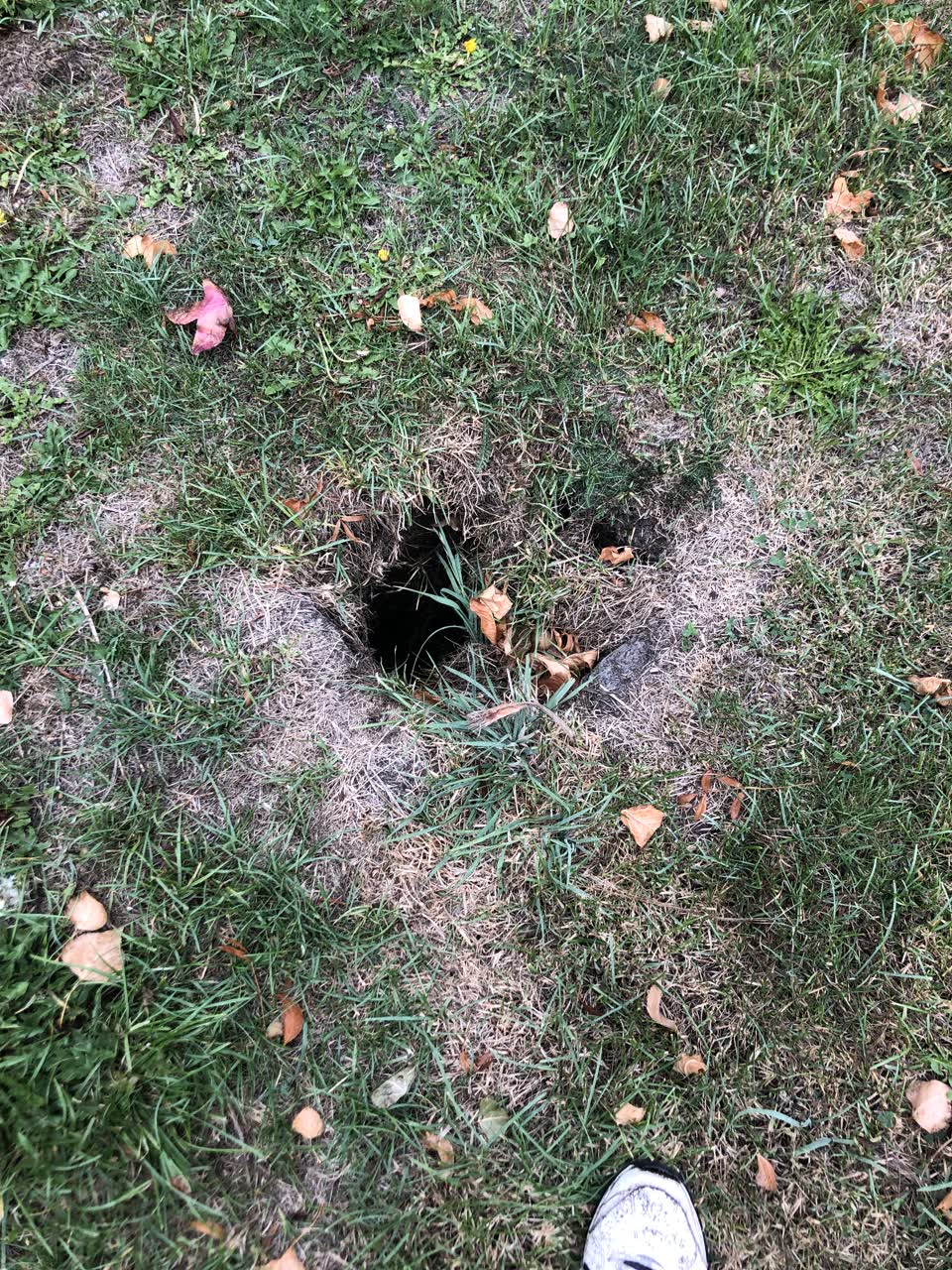 The photograph attached to this parks report