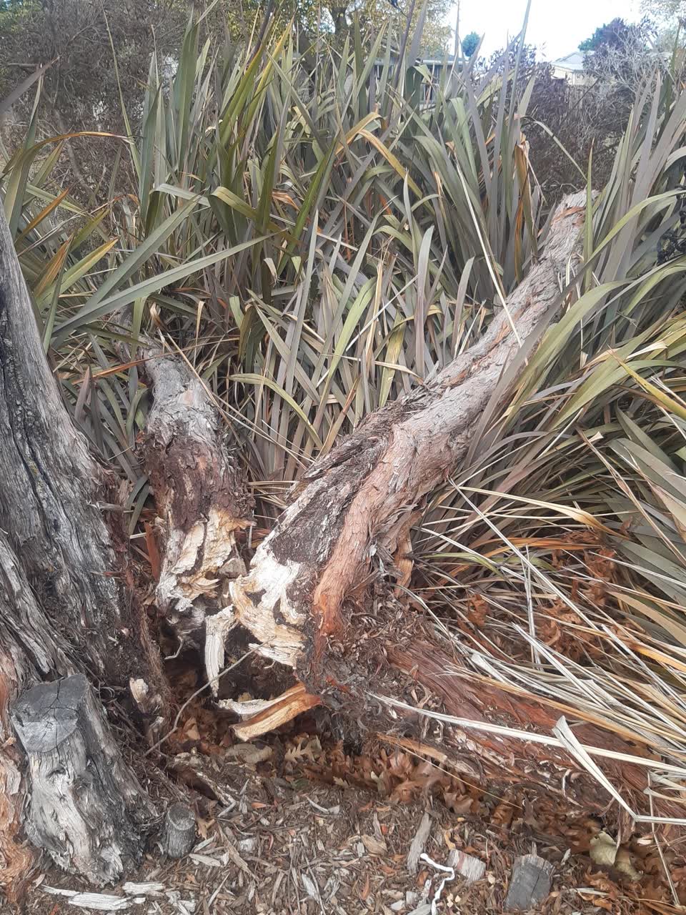 The photograph attached to this parks report
