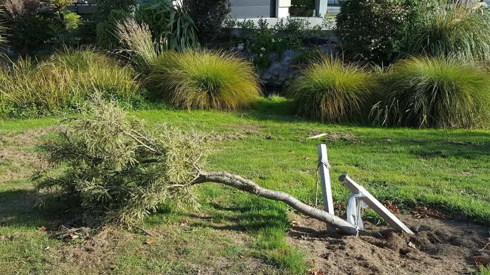 The photograph attached to this parks report