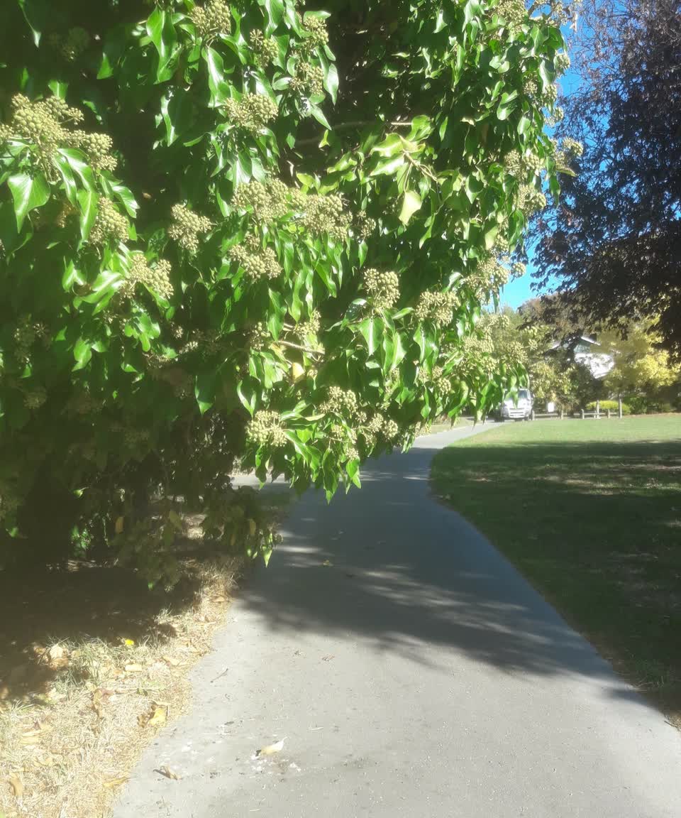 The photograph attached to this parks report