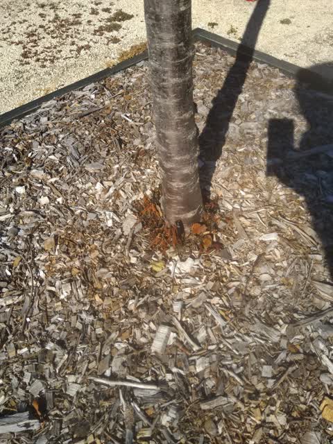 Parks, a report photo