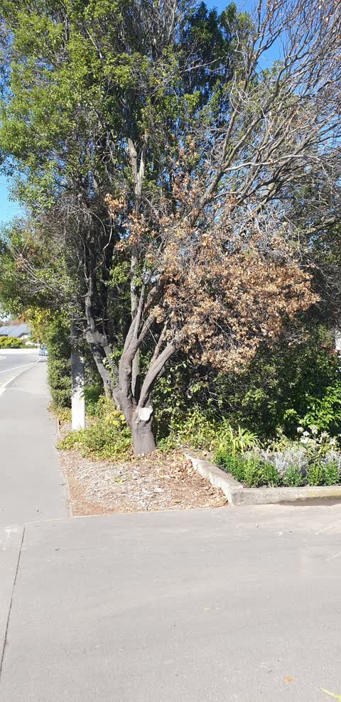 Roading/Streets, a report photo