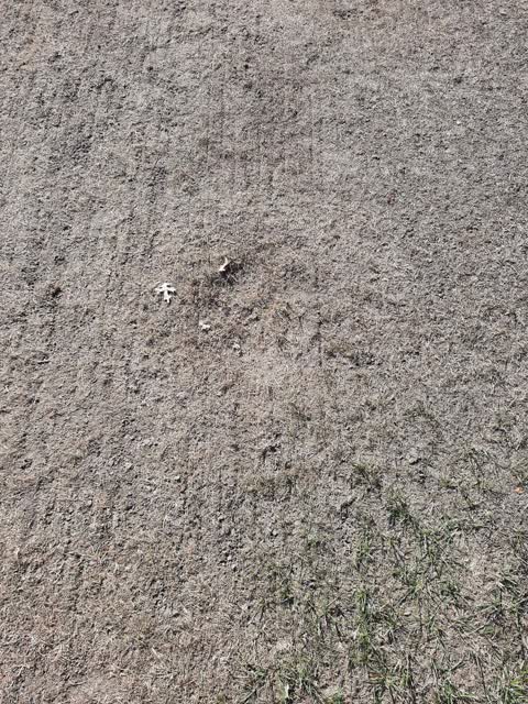 Parks, a report photo