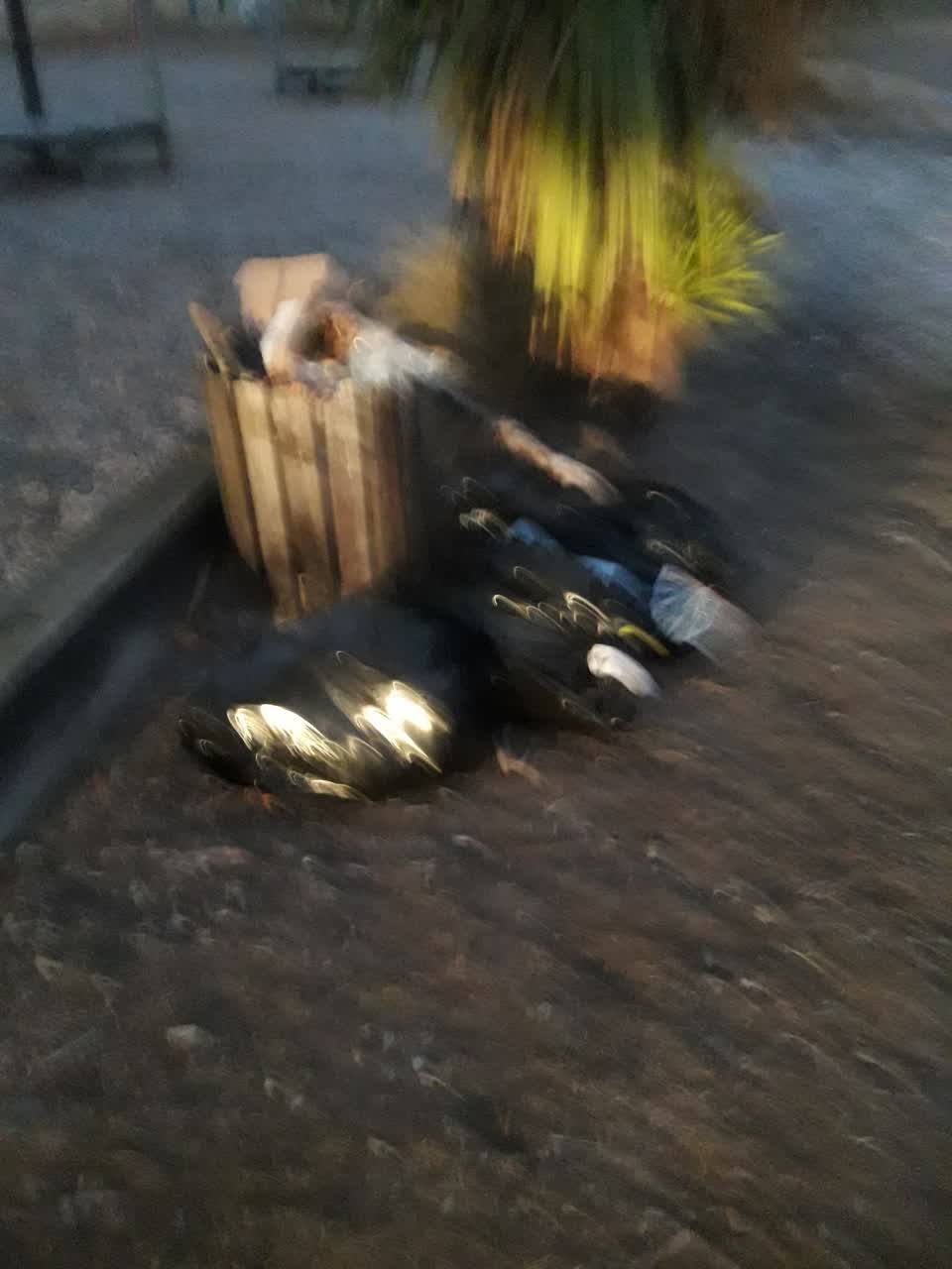 The photograph attached to this parks report