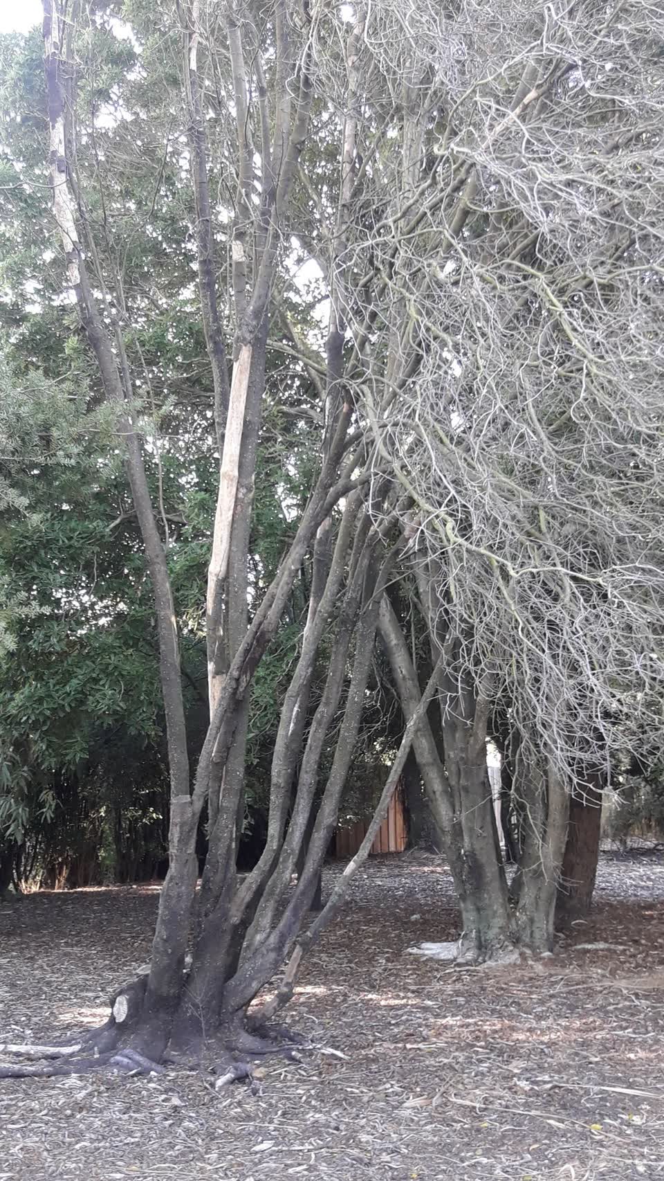 The photograph attached to this parks report