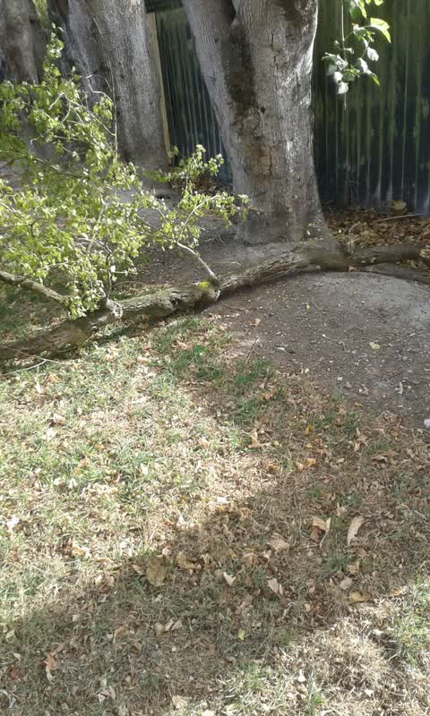 Parks, a report photo