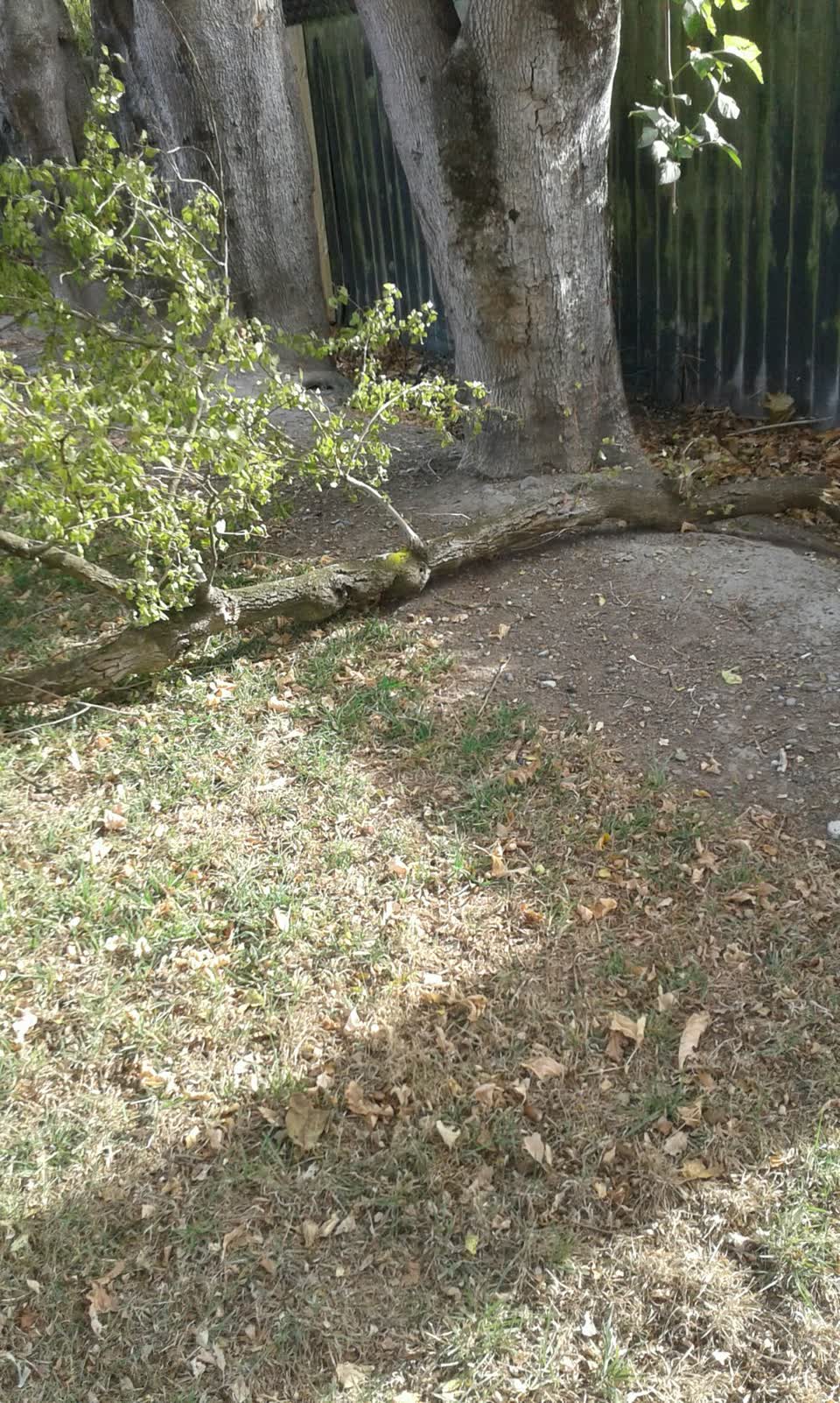 The photograph attached to this parks report