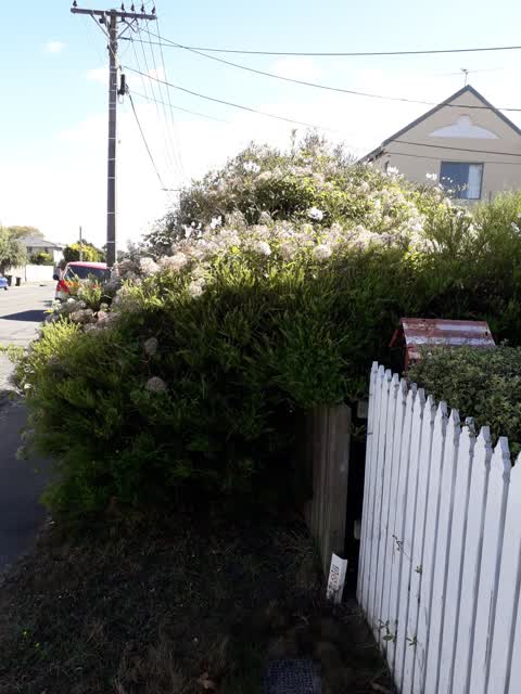 Roading/Streets, a report photo