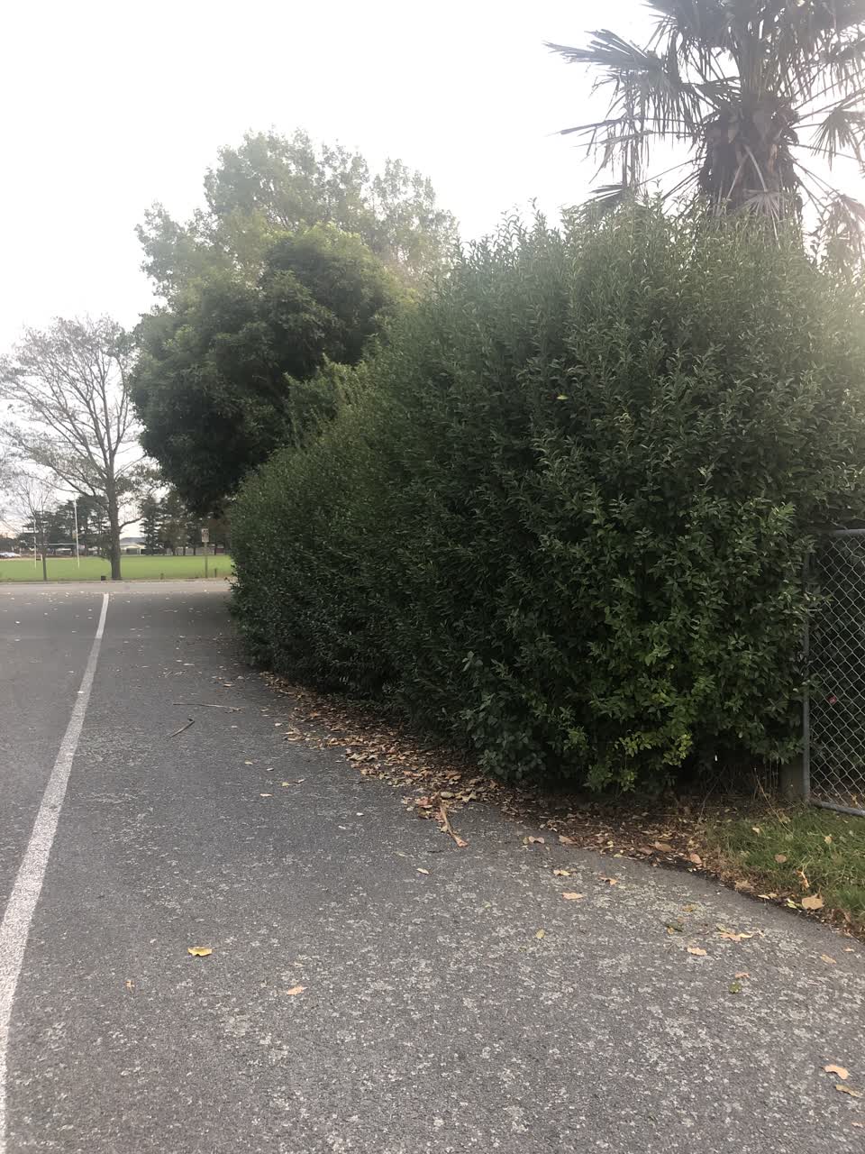 The photograph attached to this parks report
