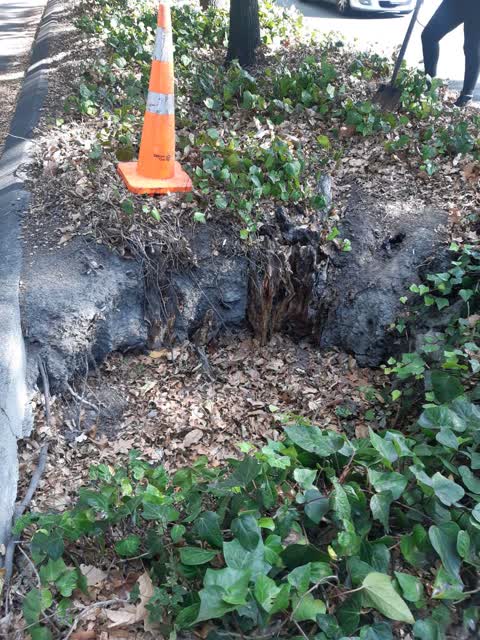 Parks, a report photo
