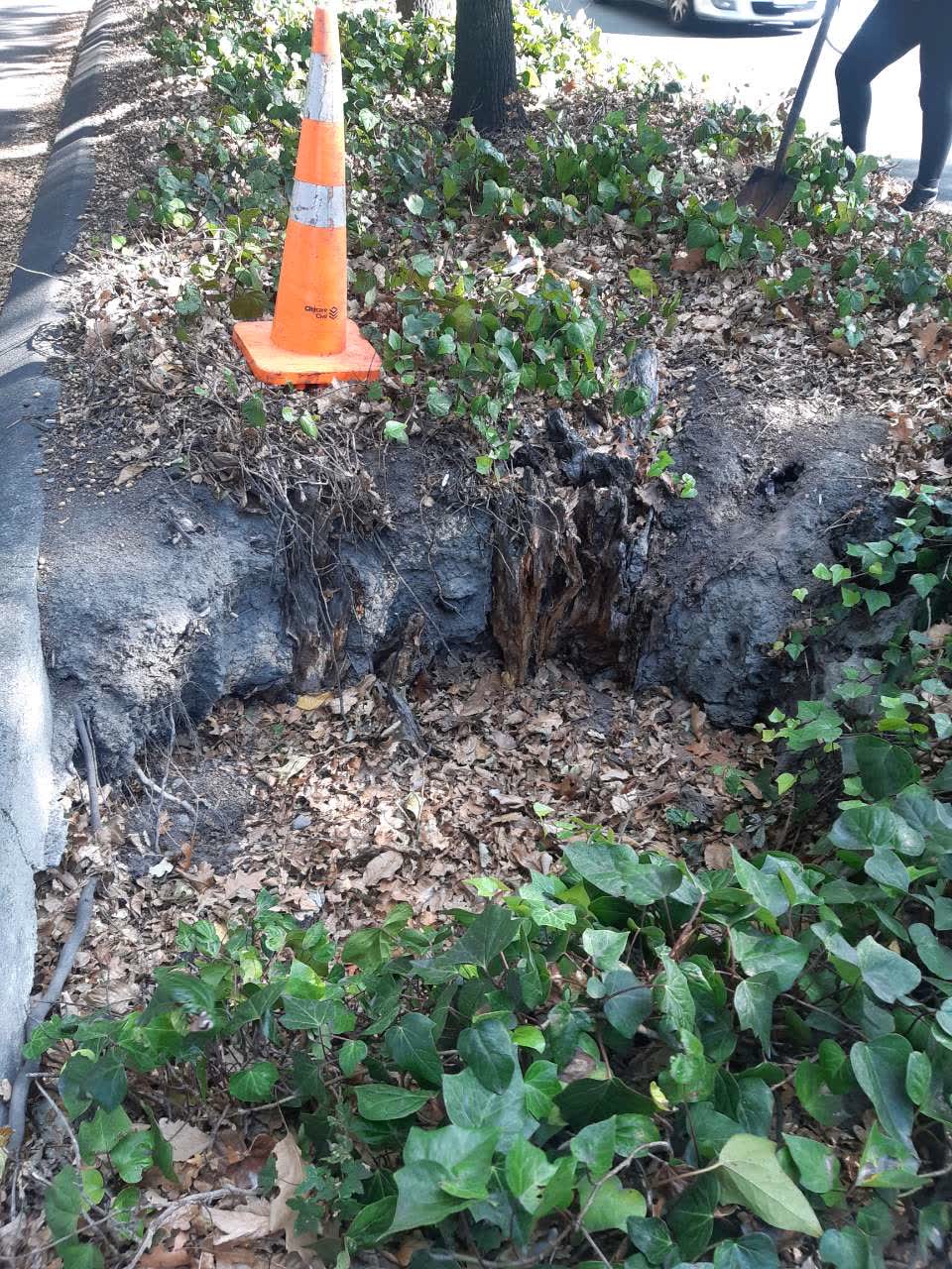 The photograph attached to this parks report