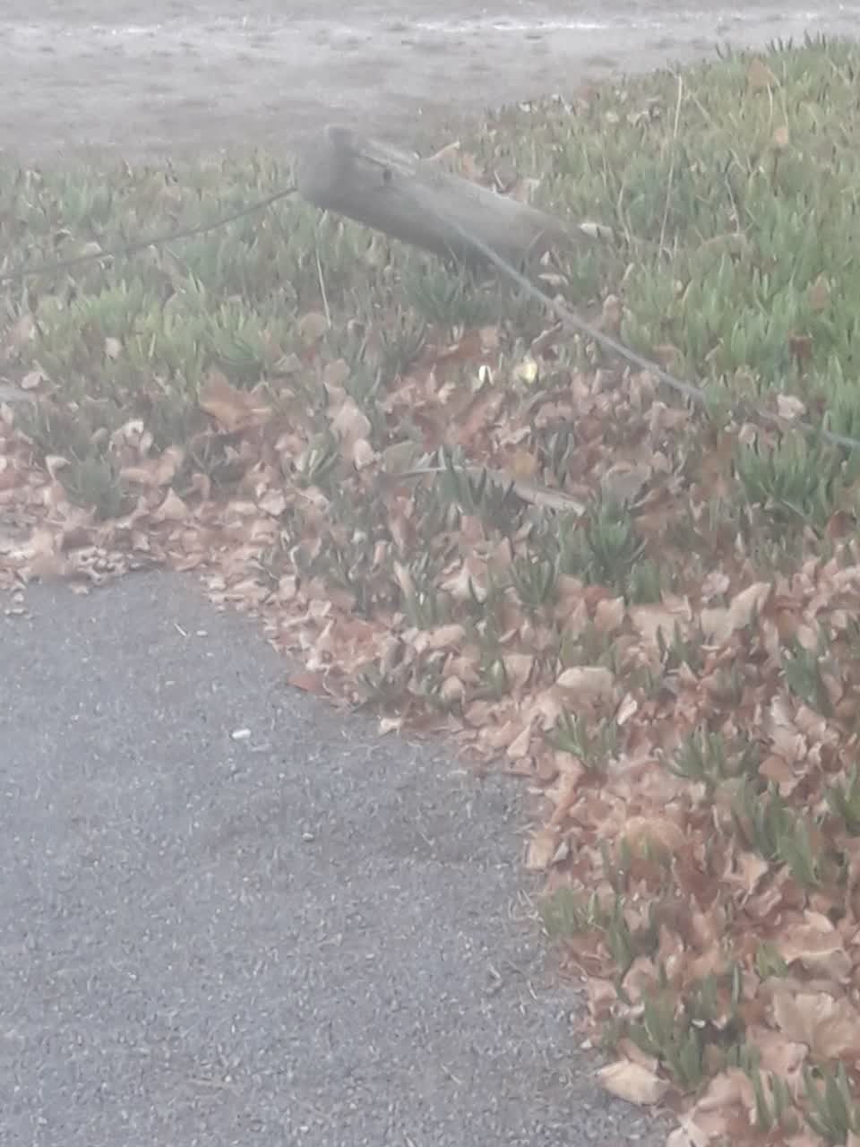 The photograph attached to this parks report