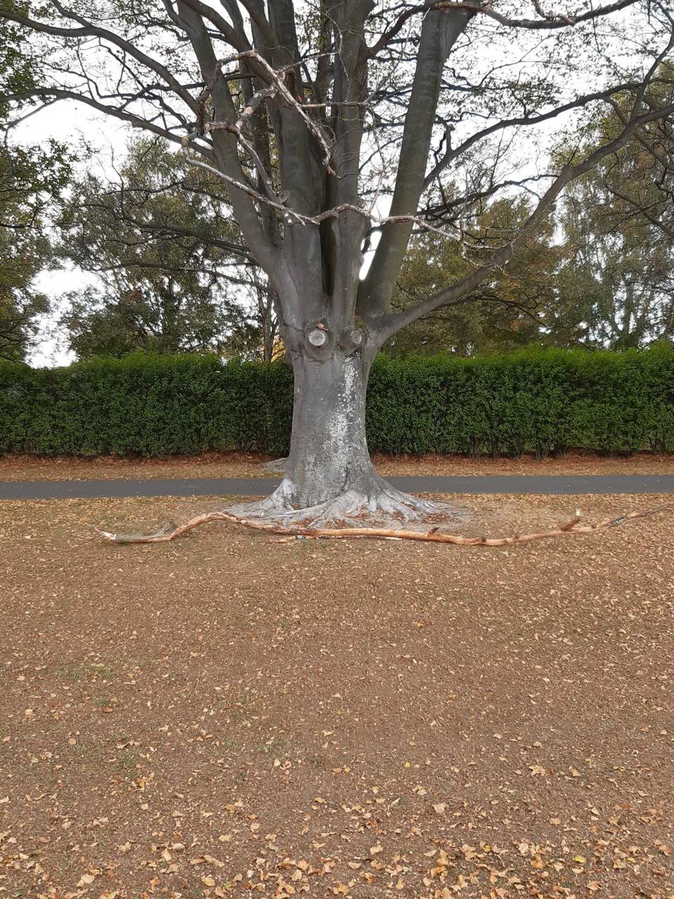 The photograph attached to this parks report
