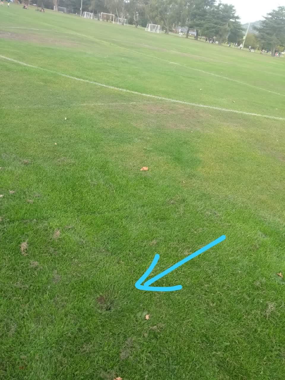 The photograph attached to this parks report