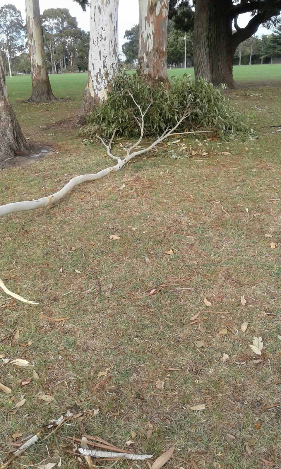 The photograph attached to this parks report