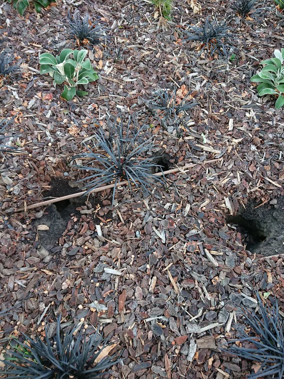 The photograph attached to this parks report