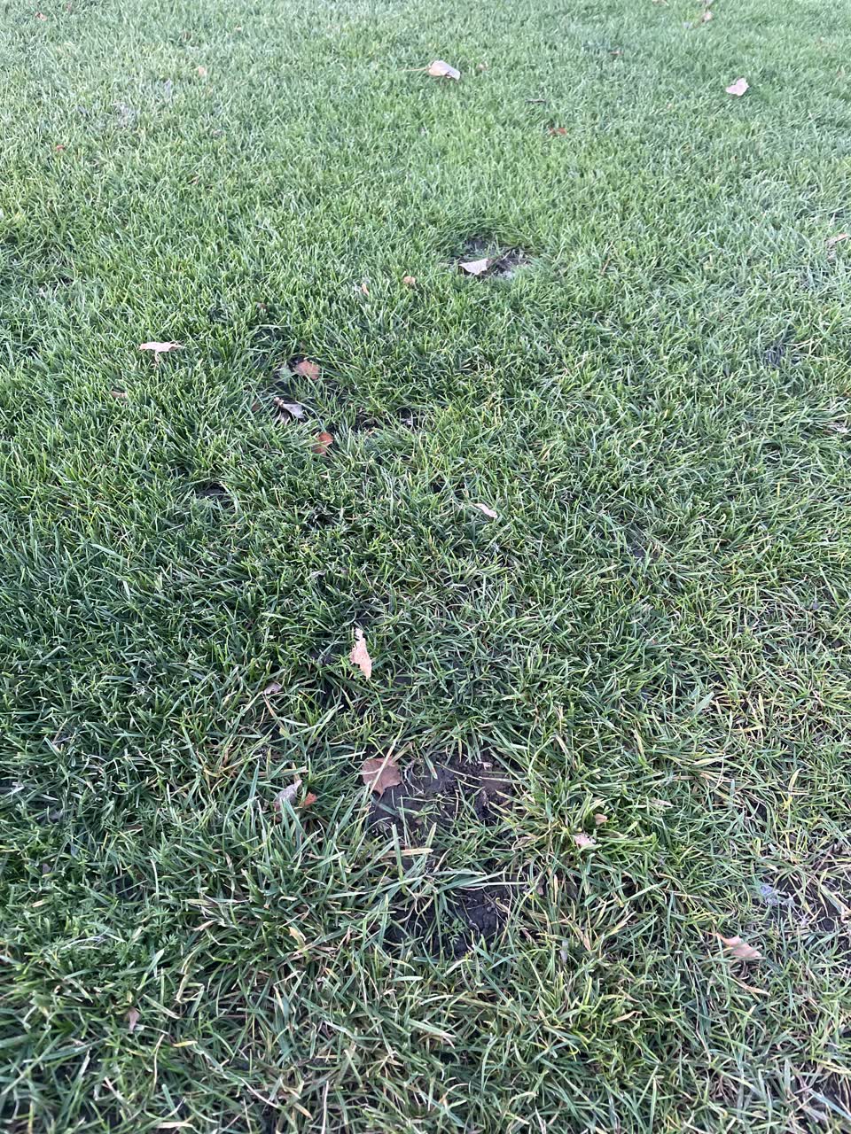 The photograph attached to this parks report