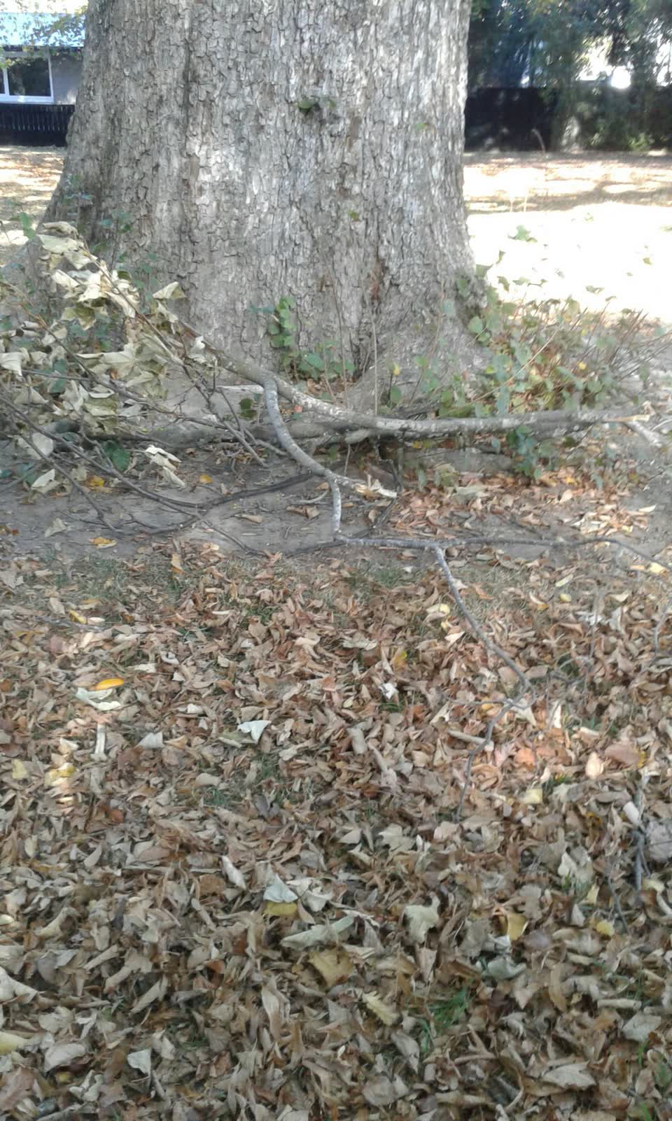 The photograph attached to this parks report
