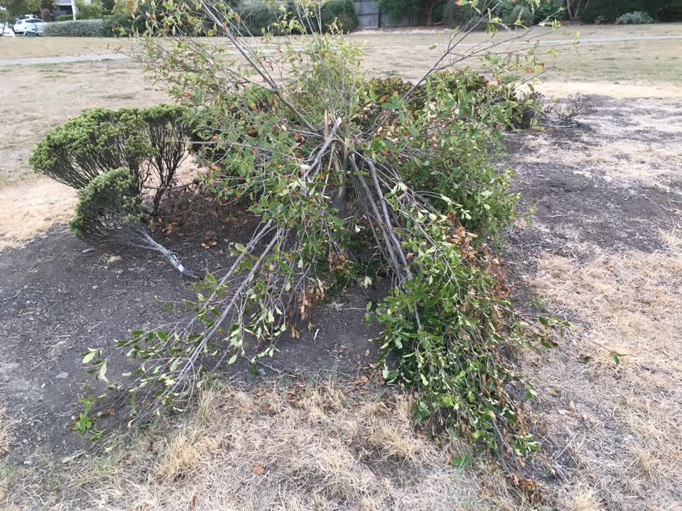 The photograph attached to this parks report
