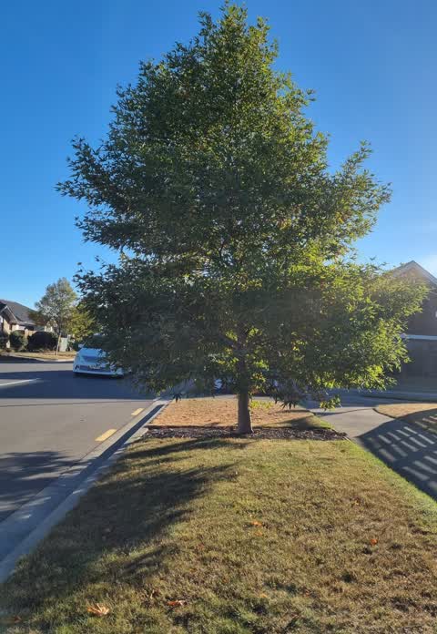 Roading/Streets, a report photo