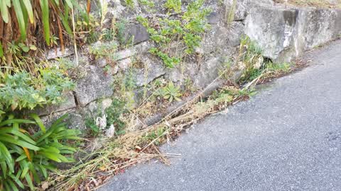 Roading/Streets, a report photo