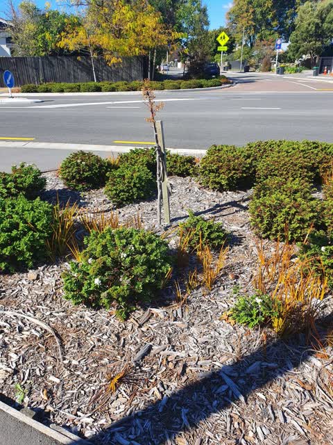 Roading/Streets, a report photo