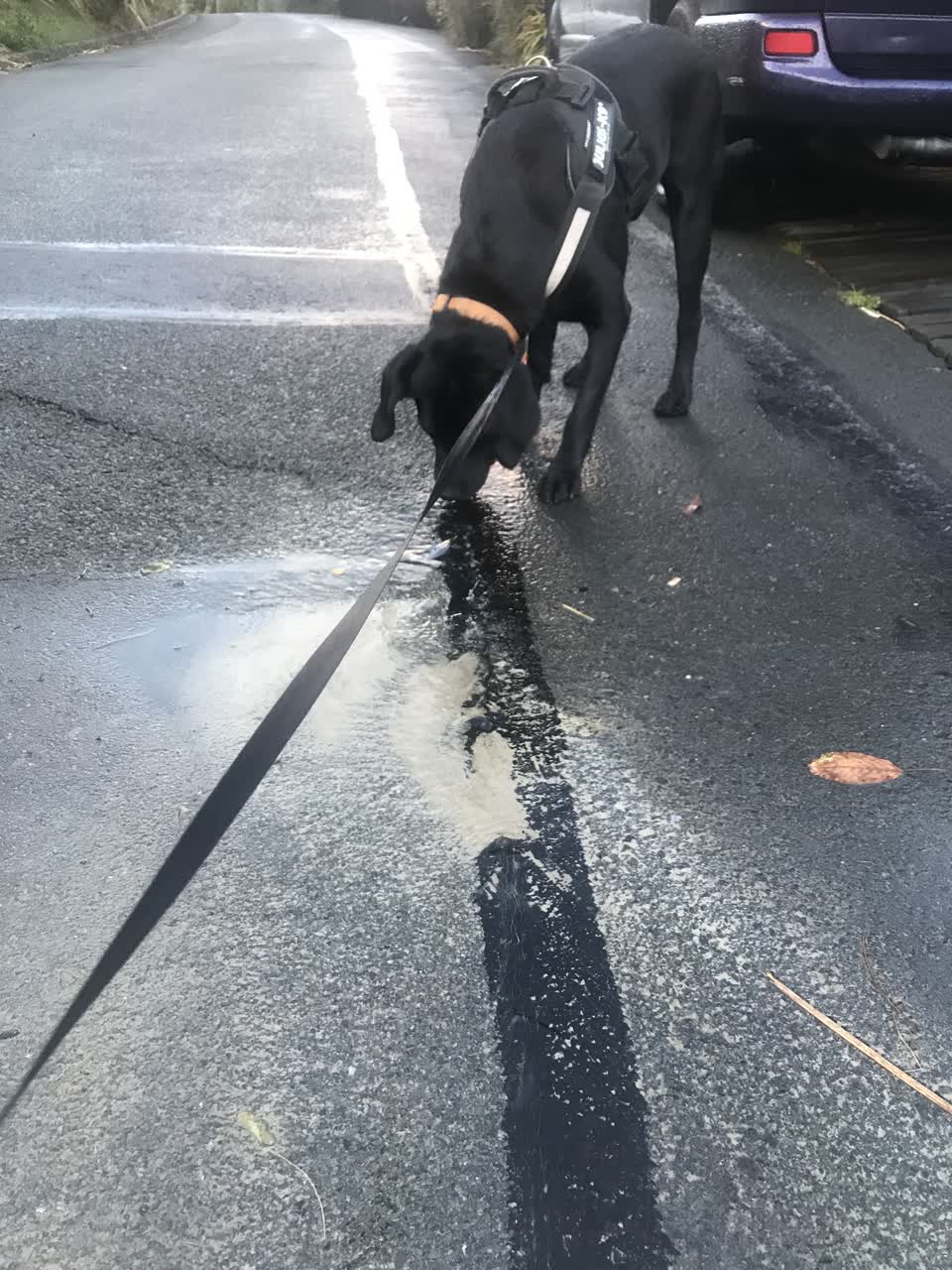 The photograph attached to this water leak report