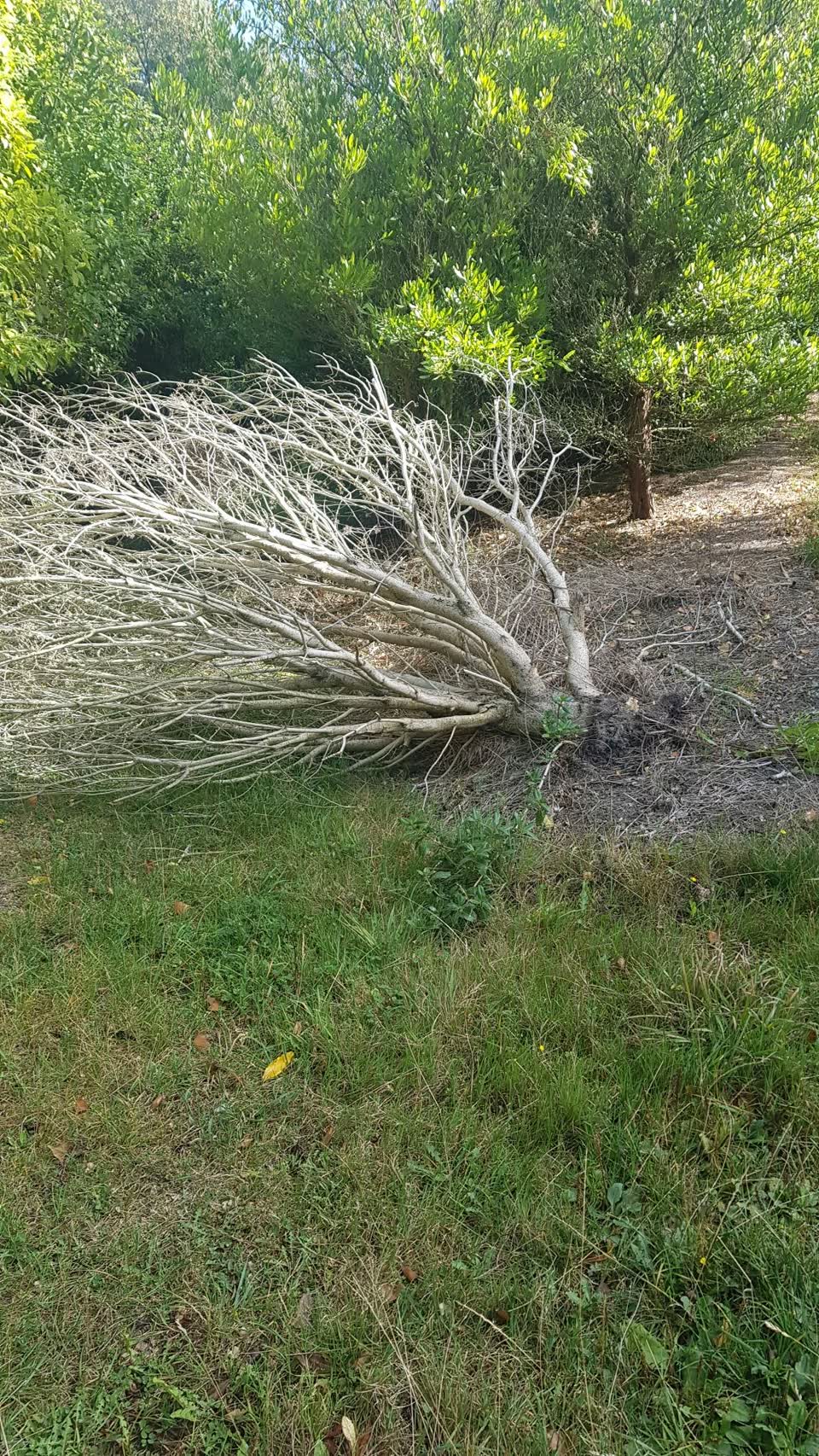 The photograph attached to this parks report