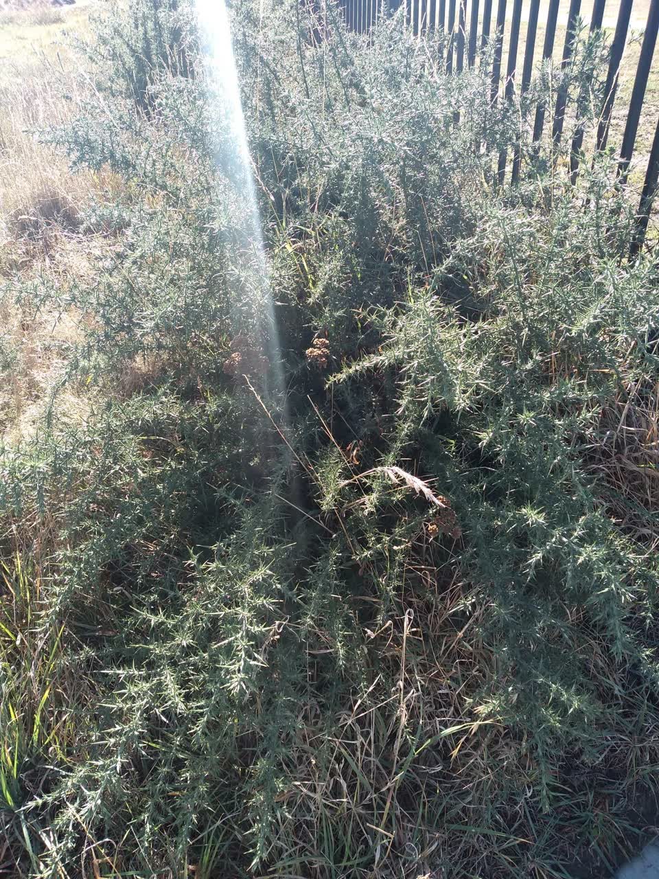 The photograph attached to this parks report