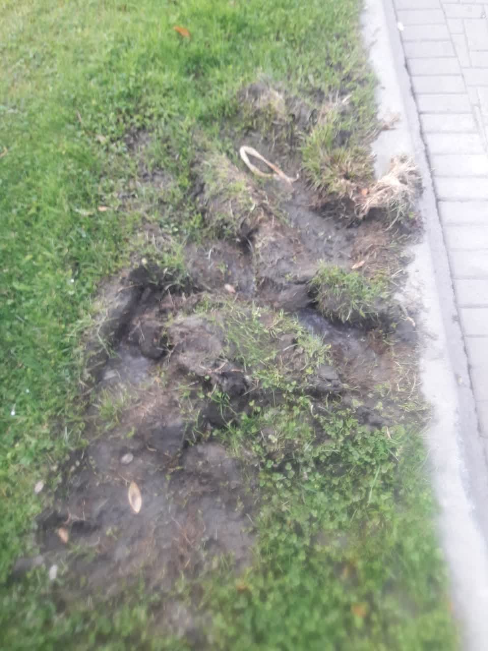 The photograph attached to this parks report