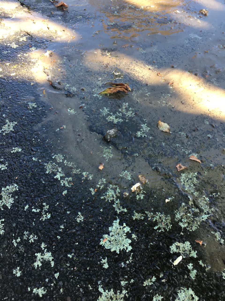 The photograph attached to this sewer - leak / blockage report