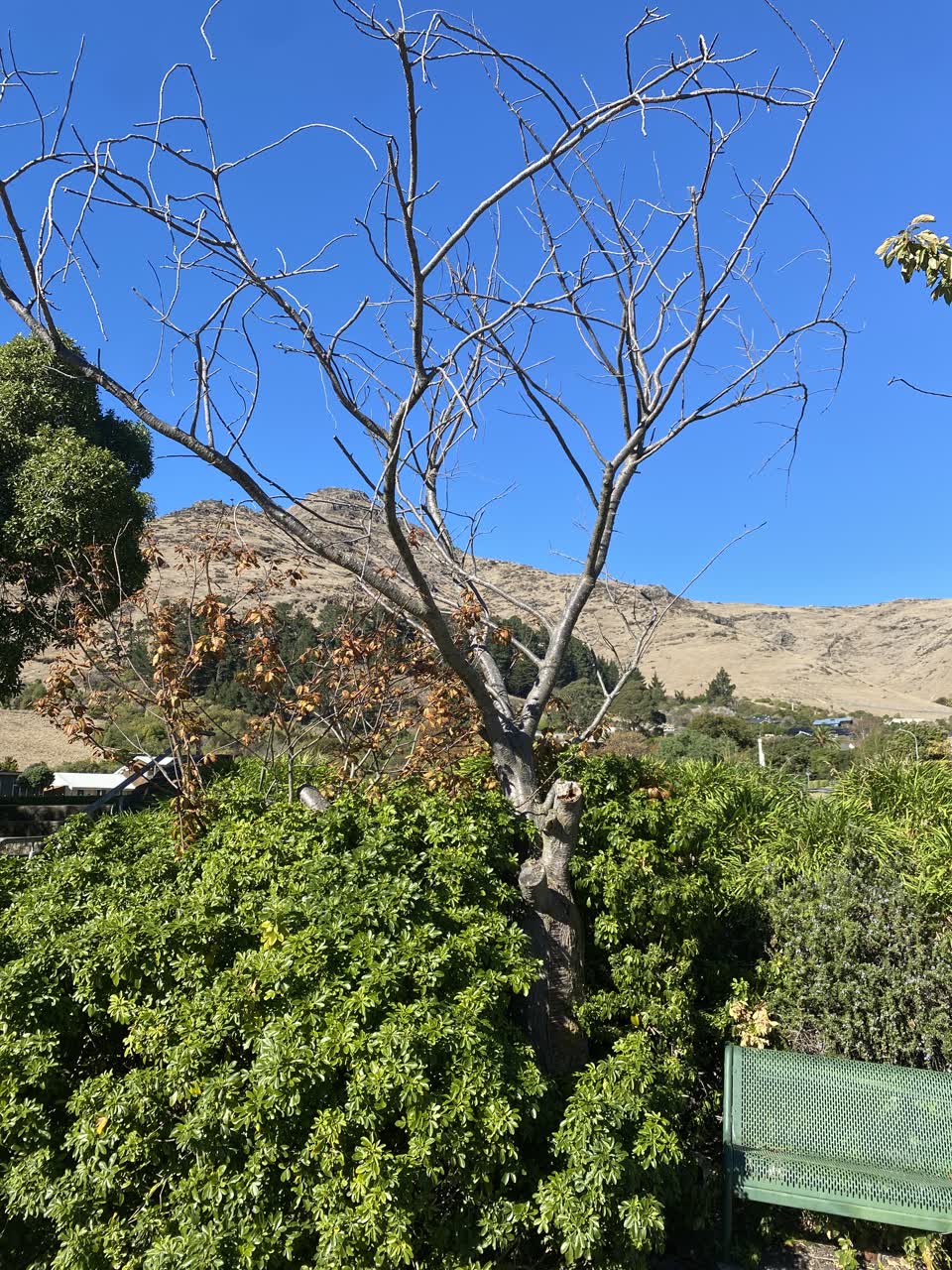 The photograph attached to this parks report