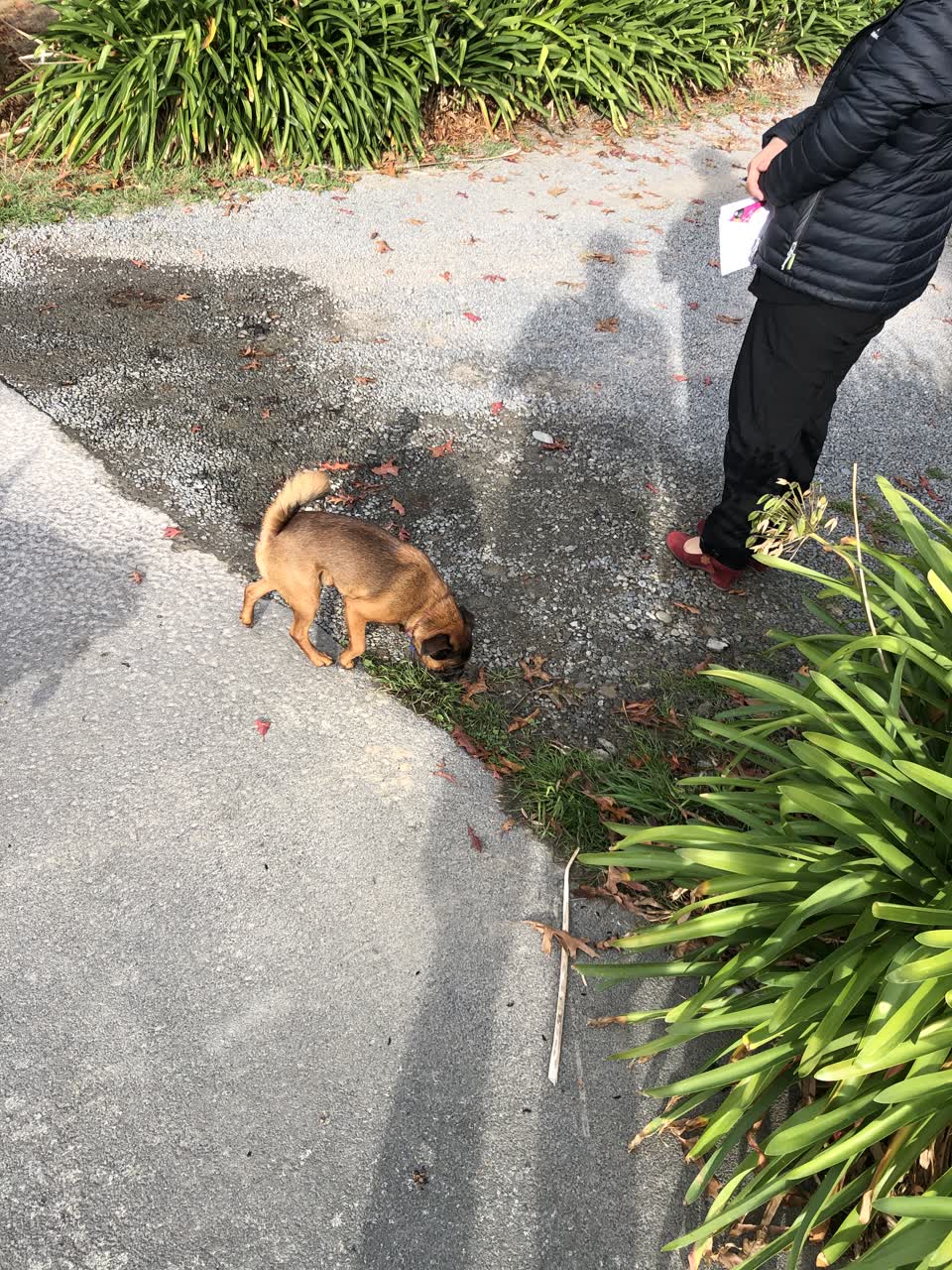 The photograph attached to this sewer - leak / blockage report