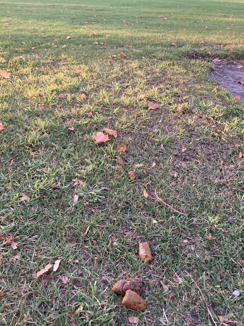 The photograph attached to this parks report