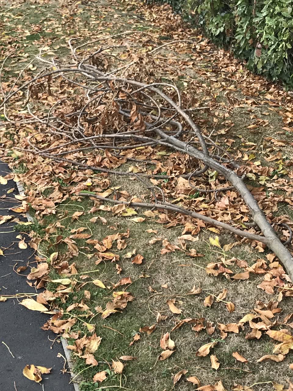 The photograph attached to this parks report