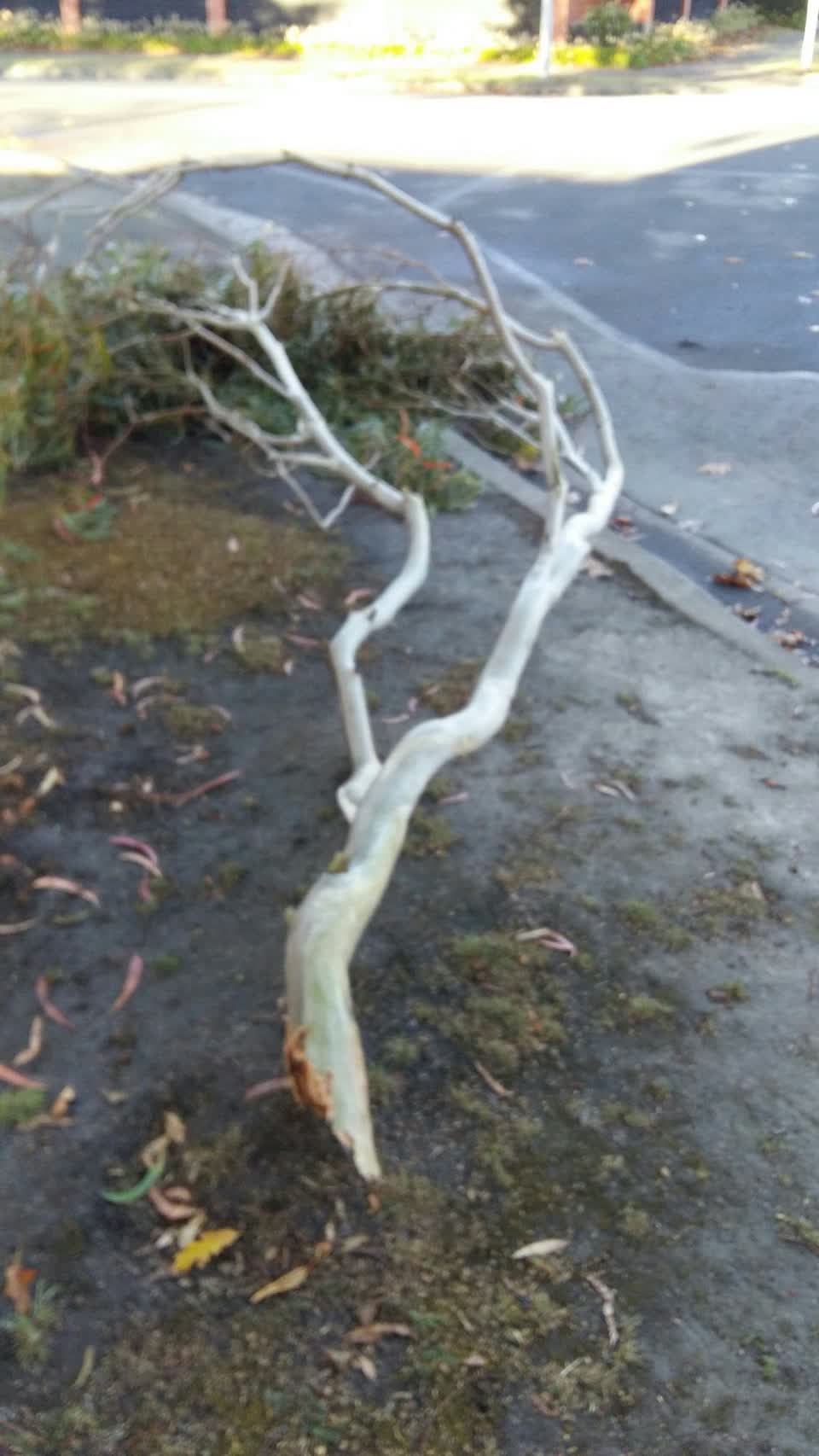 The photograph attached to this parks report