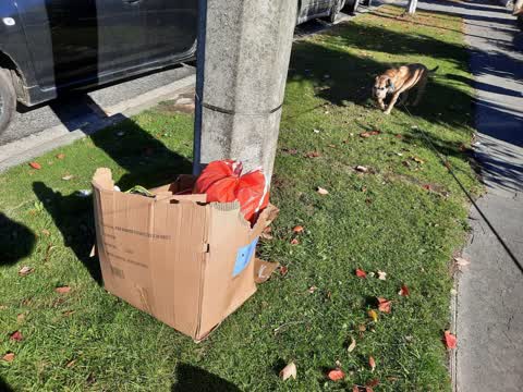 Rubbish/Recycling, a report photo
