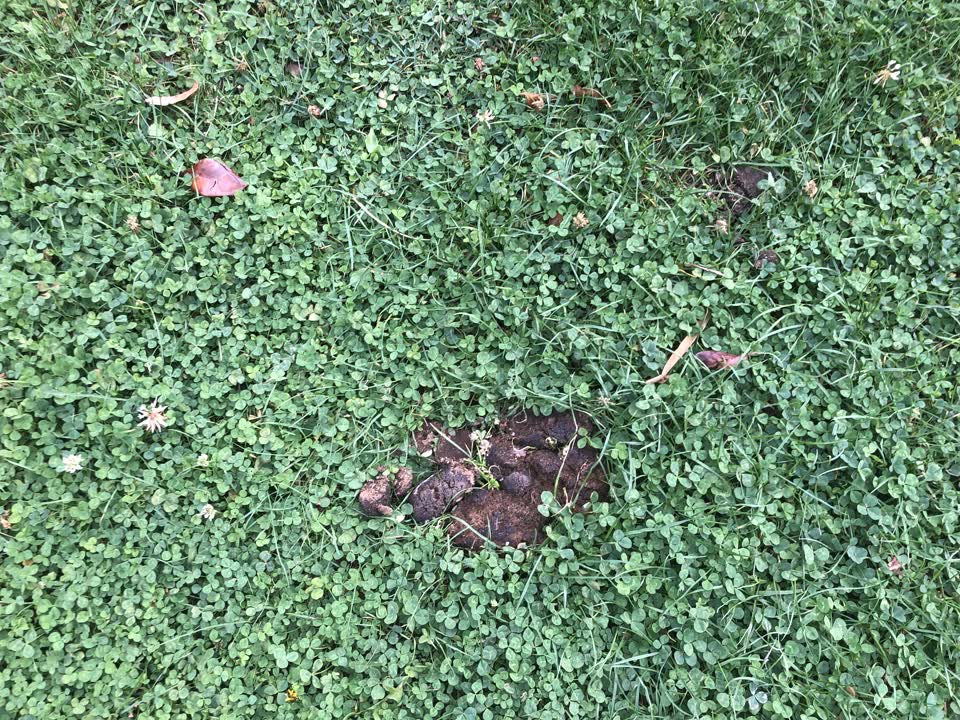 The photograph attached to this parks report